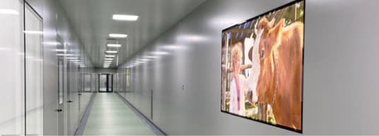 white hallway with large photo of a woman with a cow